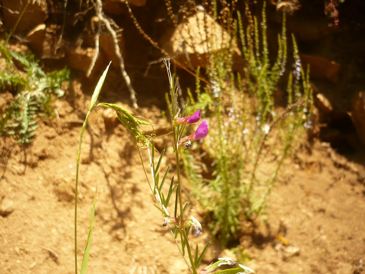 Vicia angustifolia (Fabaceae)